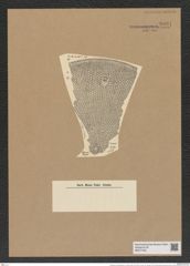 Aulacodiscus margaritaceus var. distans Rattr. (de-Toni-Nr.: Genus 182, Species 4515) Zeichnungen Sammlung Grunow Nr. 8091 (NHMW-BOT-W0377425)